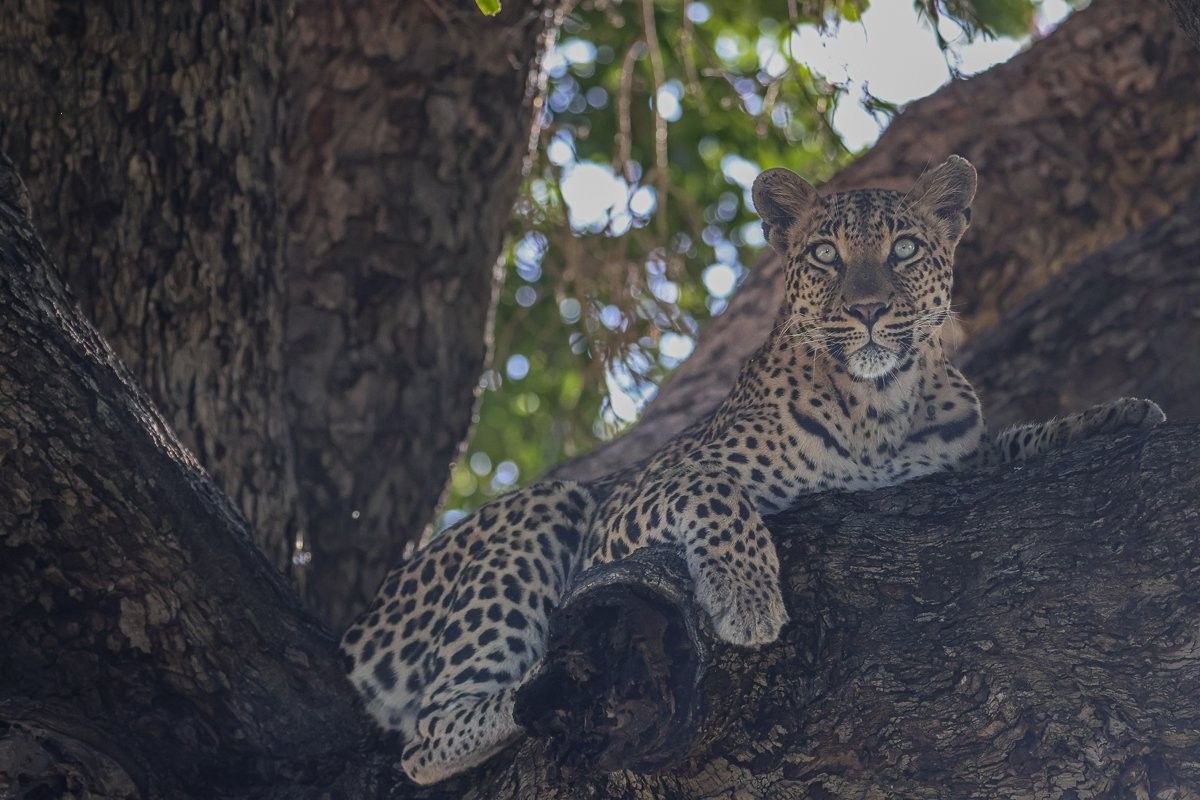 Sabi Sabi Ruan Mey Golonyi Leopard Perched In Tree