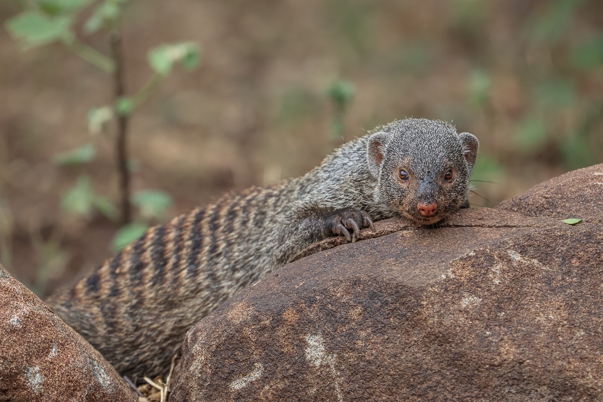 Young mongoose pup learning essential survival behaviours