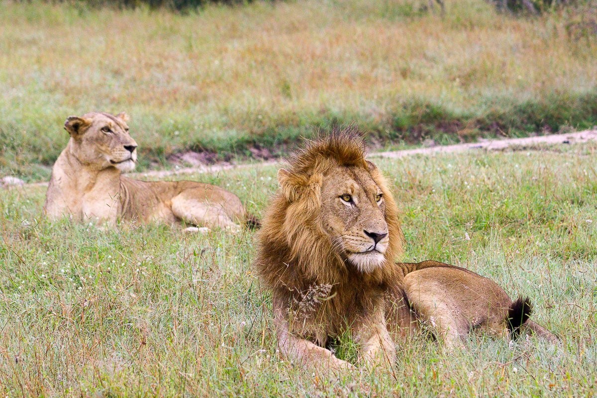 N’waswishaka male lion resting near the road after feeding.
