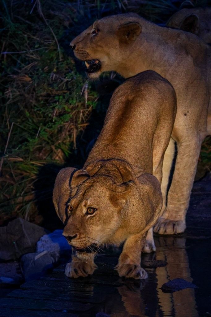 Southern Pride lionesses playing and bonding at dusk.