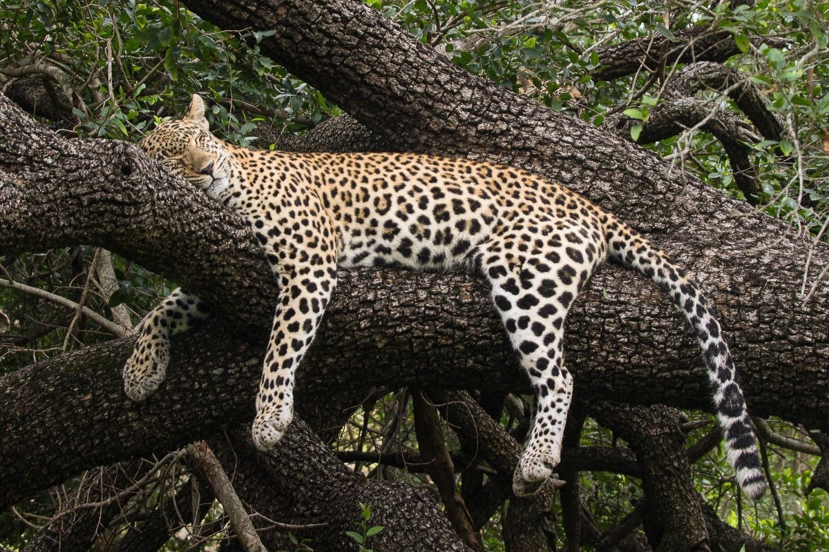 Sabi Sabi Jana Du Plessis Tengile Leopard Hyenas Nearby