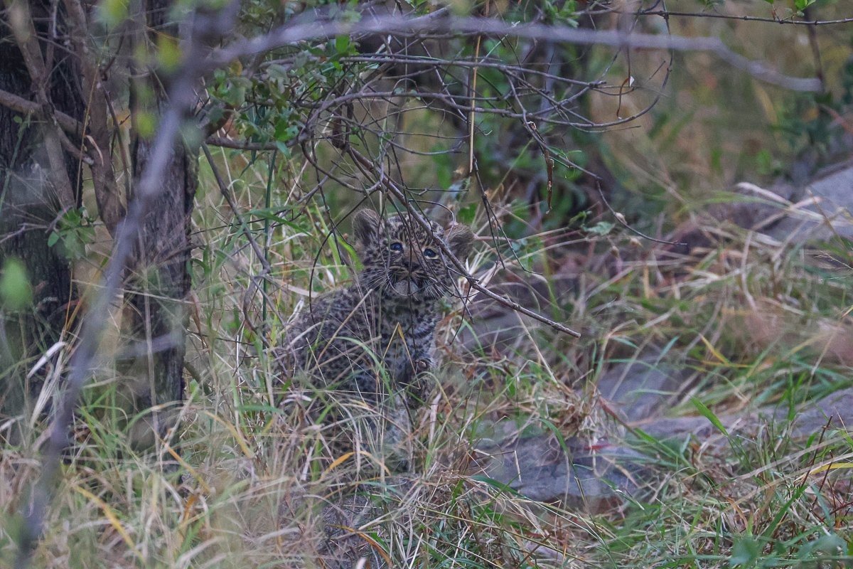 Sabi Sabi Ruan Mey Golonyi Leopard Overlooking Territory