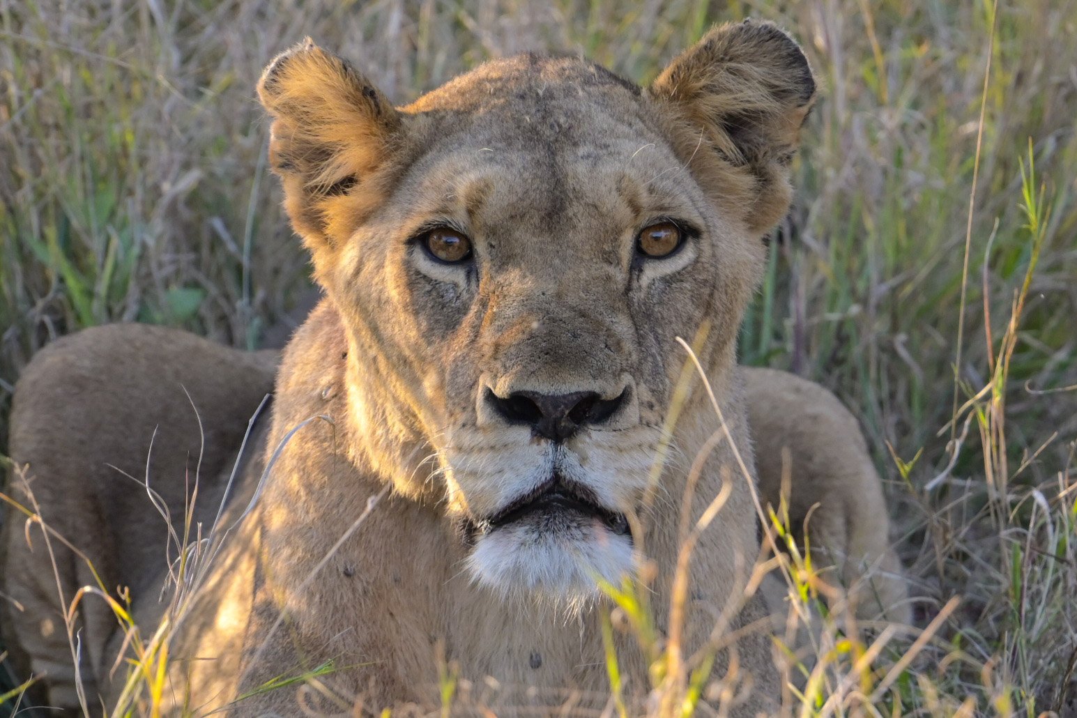 Sabi Sabi Stewardship In Action Lioness