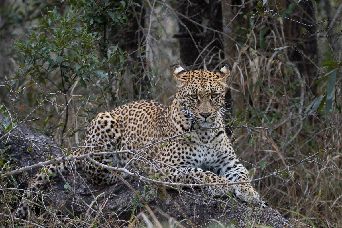 Sabi Sabi Ronald Mutero Nsuku And Mgiba Leopards Mating 1