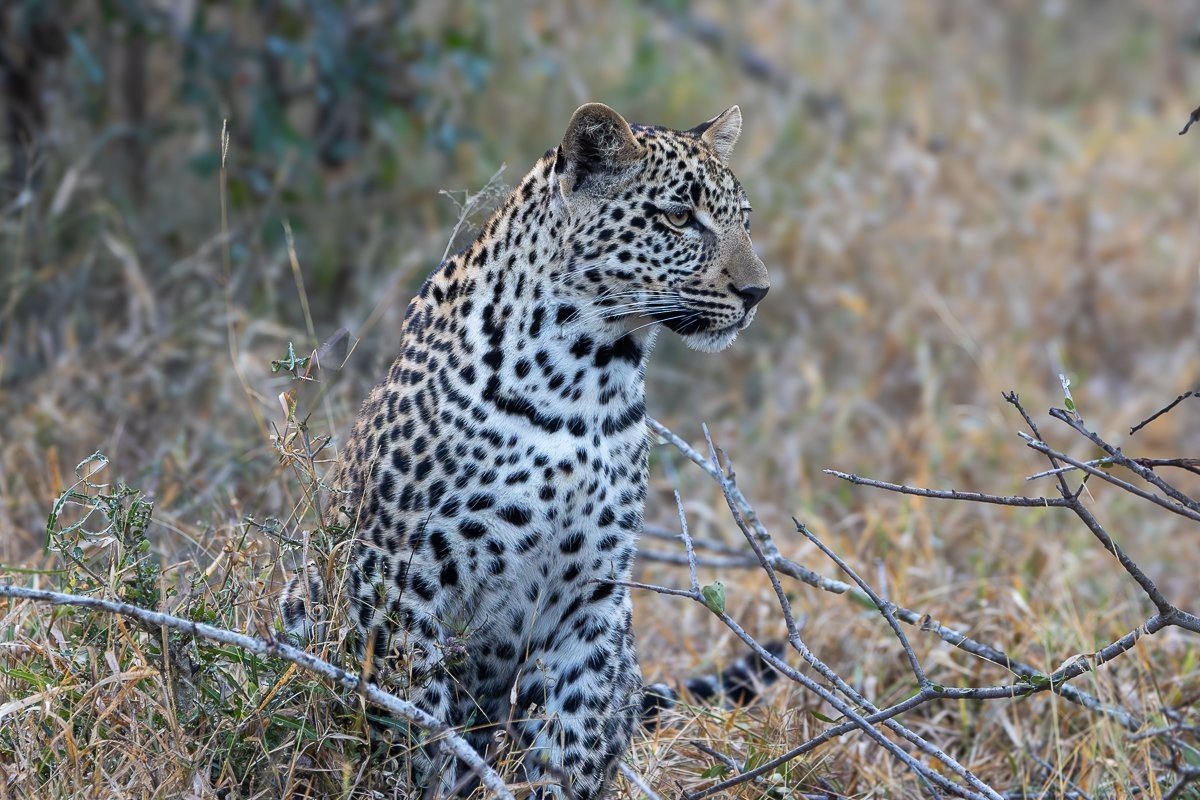 Tengile's cub chasing insects and learning important survival skills.