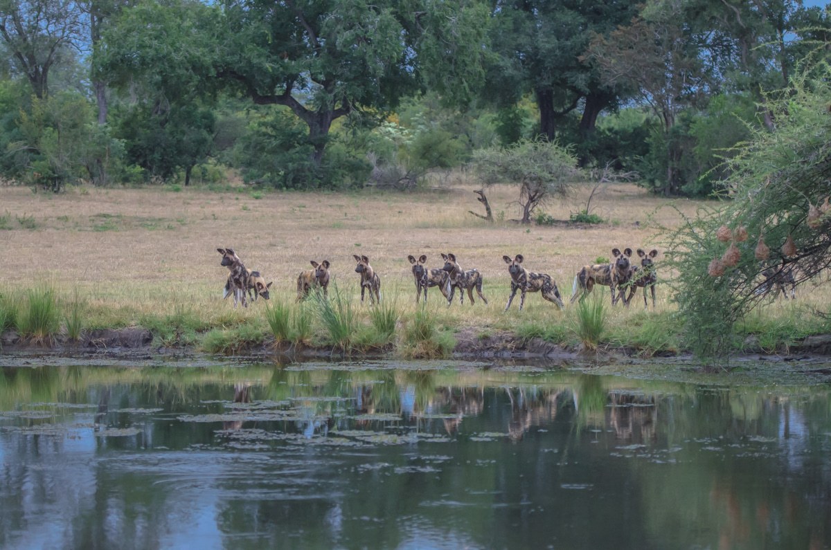 A pack of wild dogs gather near a water source
