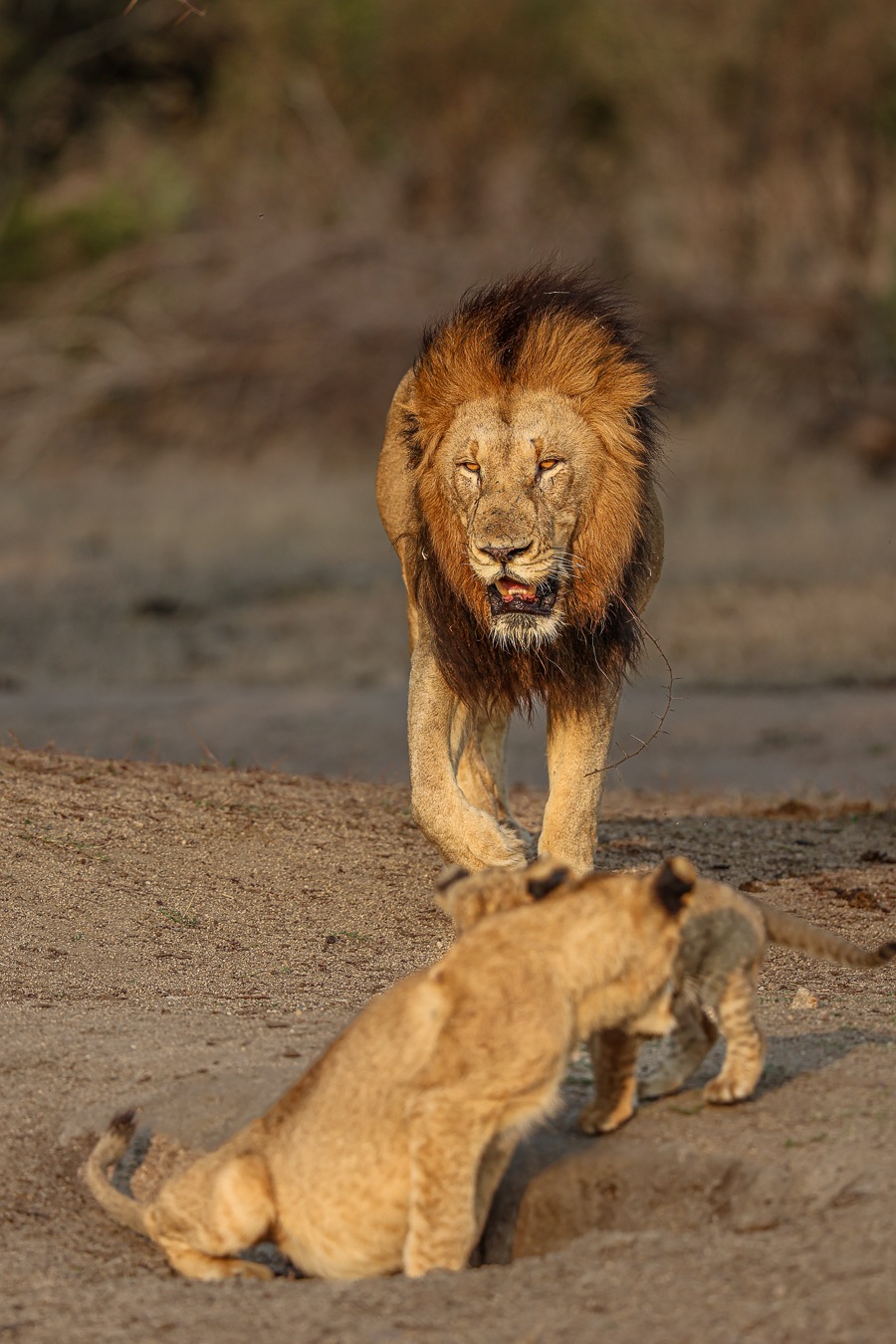 Gijima lion walking near by a lioness and cub