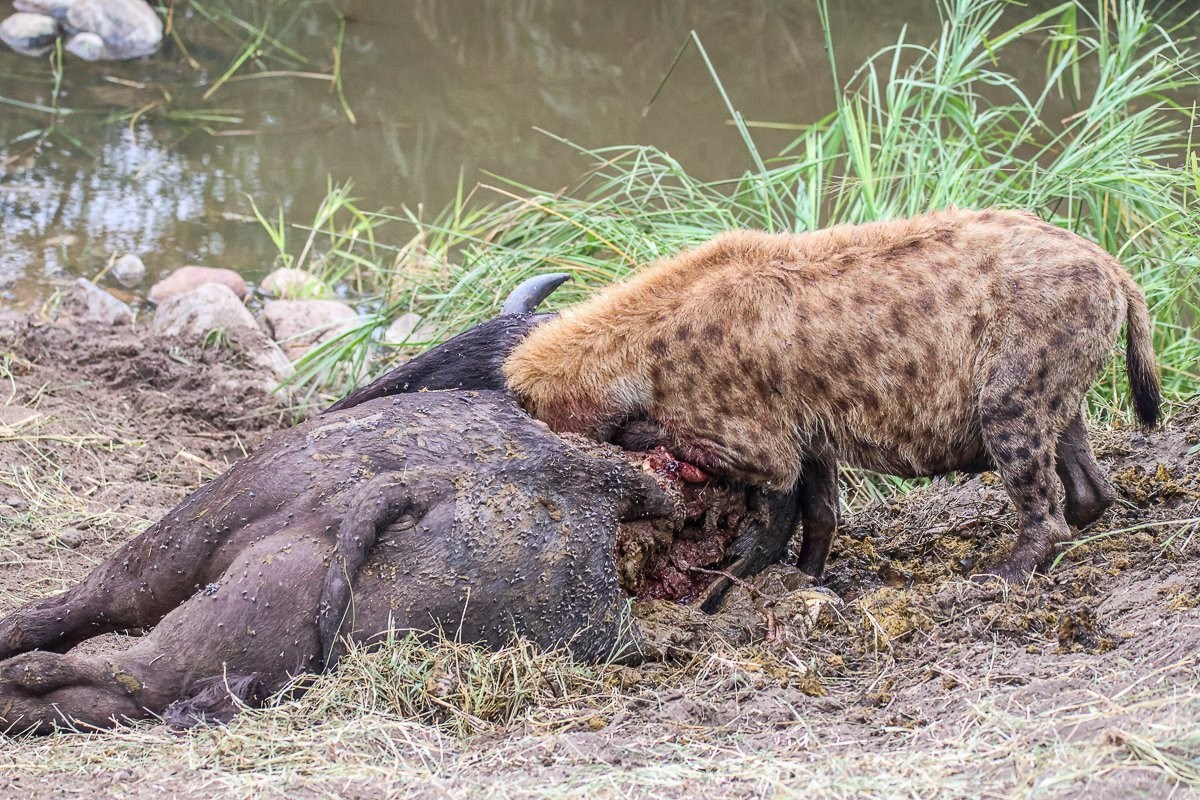 Spotted hyena feasting on a carcass.