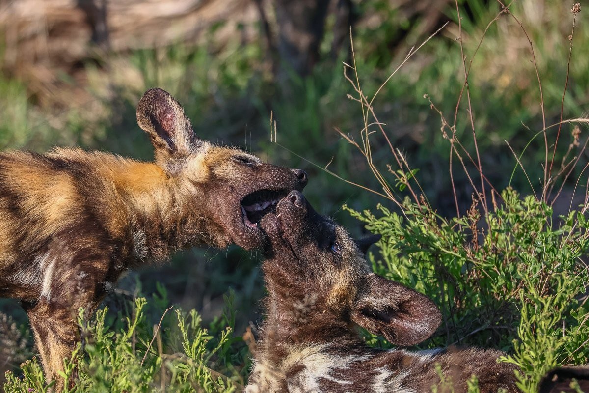 African wild dog pack travelling with young pups near the Sabie River