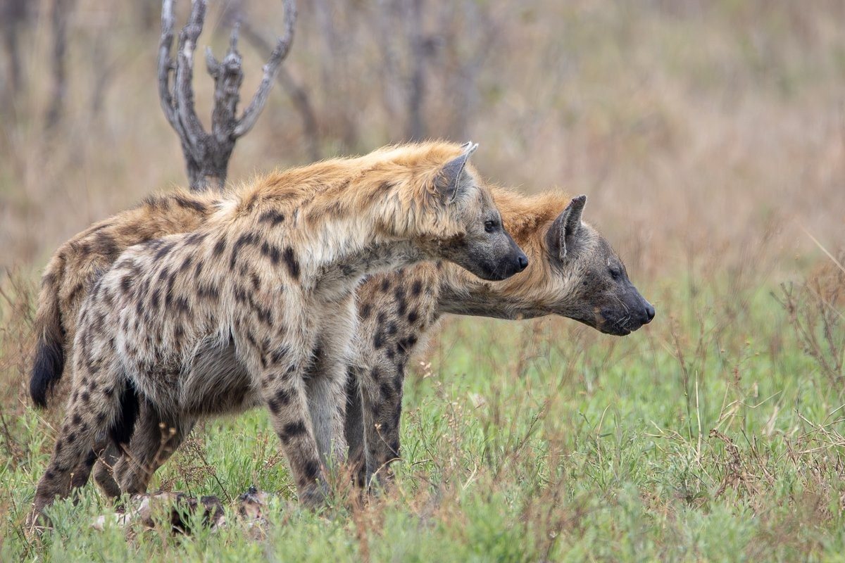 Two spotted hyenas looking ahead