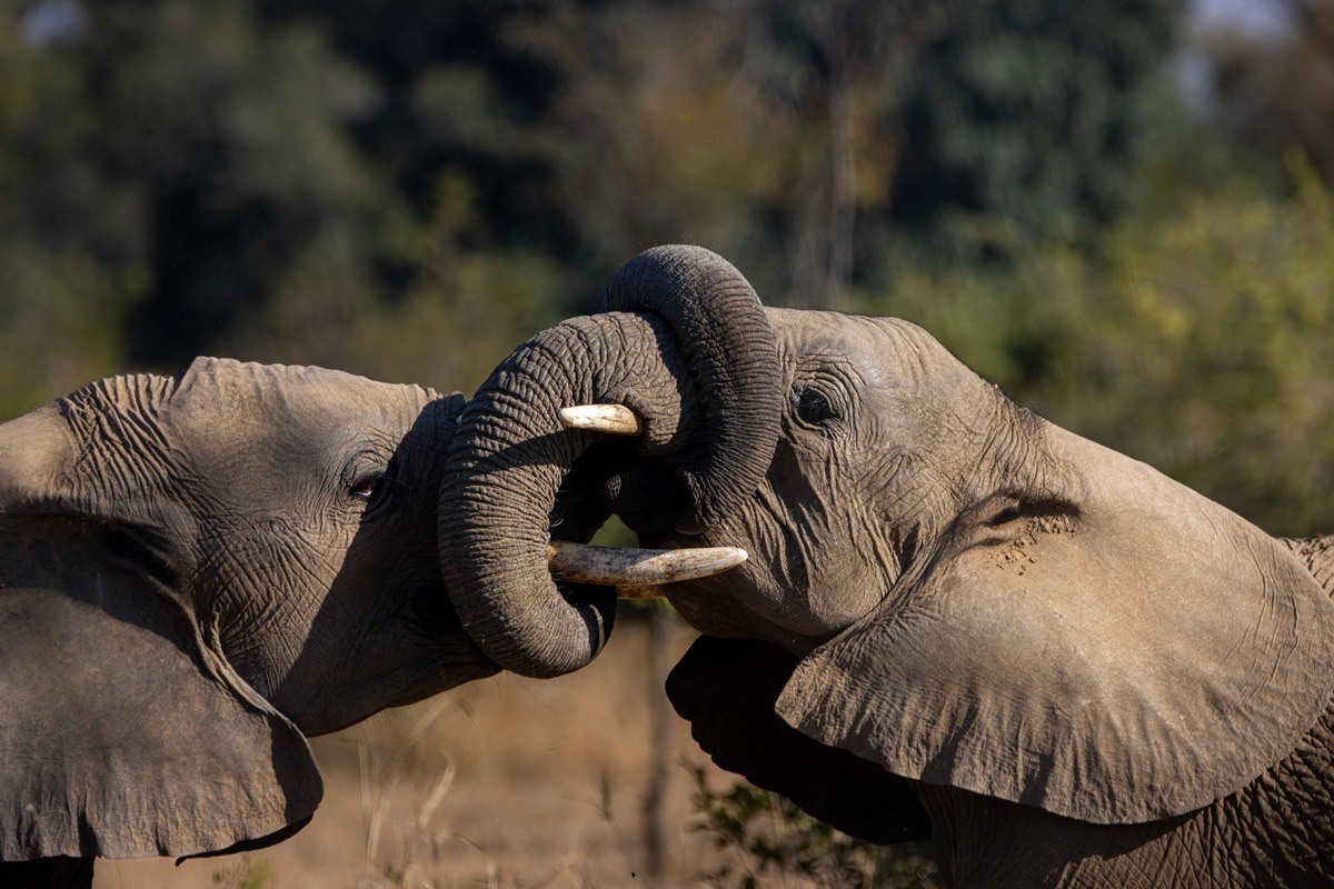 Two elephants bulls play-fighting with their trunks intertwined
