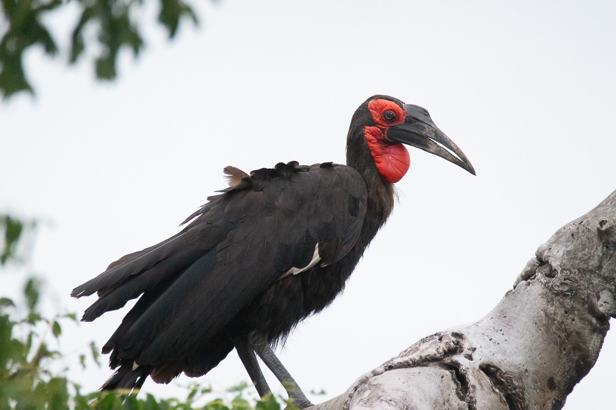 Birds__228.jpg Birds 228