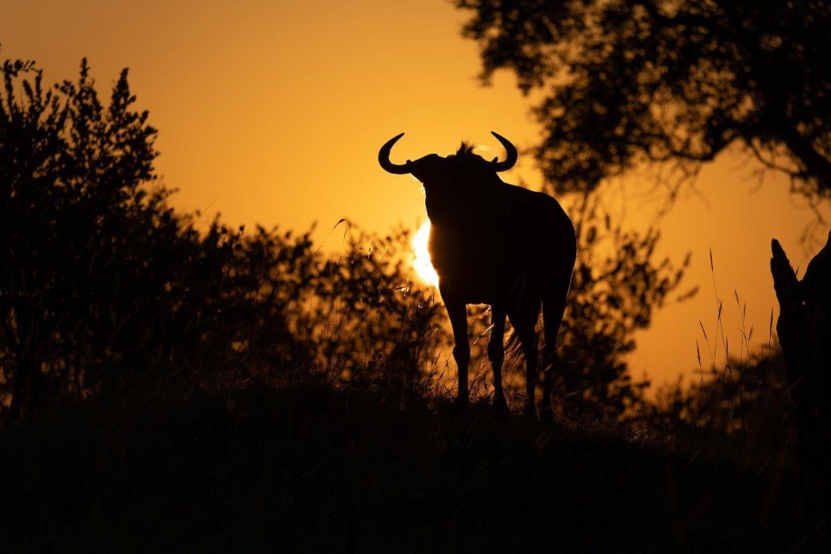 Watching the sun rise, a lone silhouette of a blue wildebeest came into view with the fiery golden sun behind it. Watching the sun rise, a lone silhouette of a blue wildebeest came into view with the fiery golden sun behind it.