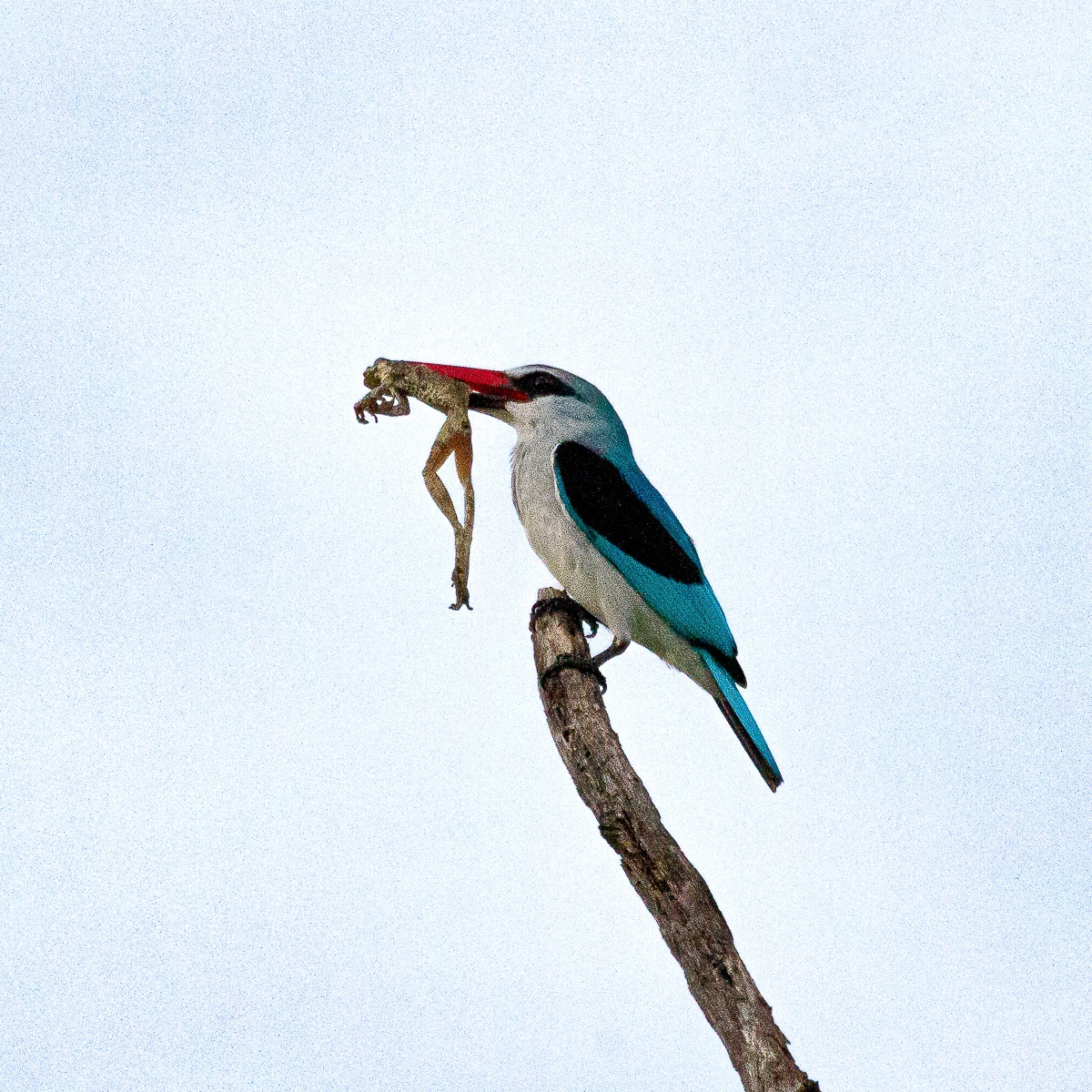 A Woodland kingfisher perches on a branch with a frog in its mouth. A Woodland kingfisher perches on a branch with a frog in its mouth.
