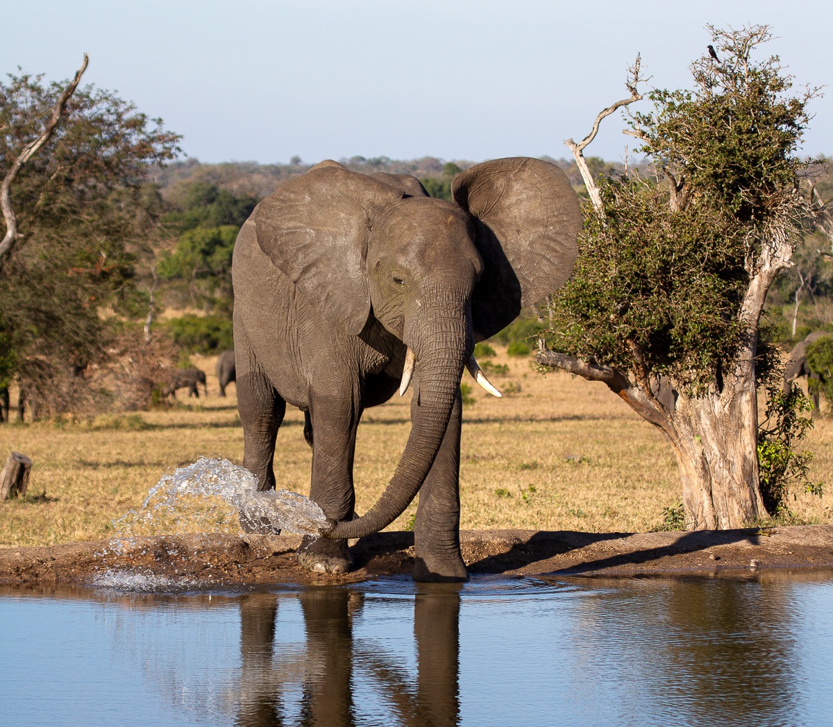 An elephant will use its trunk to suck up water and then squirt the water into its mouth. An elephant will use its trunk to suck up water and then squirt the water into its mouth.