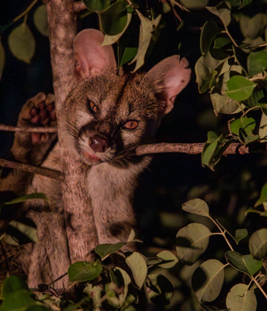 A genet lazes in a branch of a tree at night. A genet lazes in a branch of a tree at night.