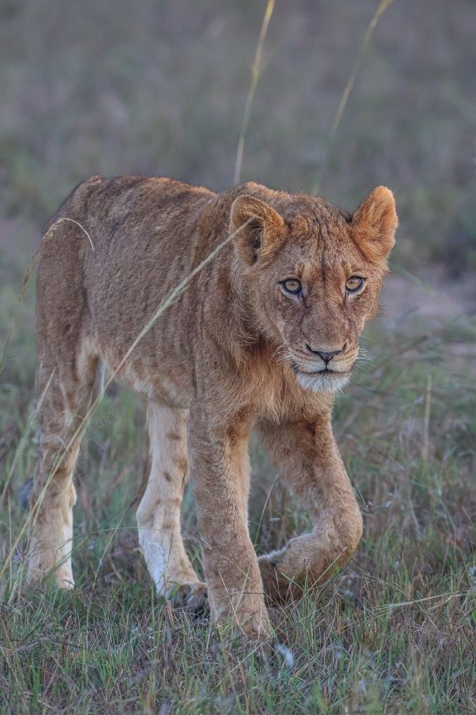 Sabi Sabi Ruan Mey Southern Pride At Dusk Sabi Sabi Ruan Mey Southern Pride At Dusk