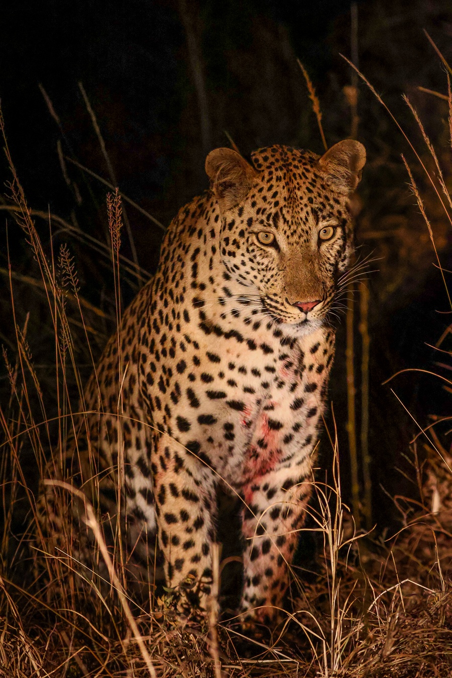 Sabi Sabi Ruan Mey Leopard Night Sabi Sabi Ruan Mey Leopard Night