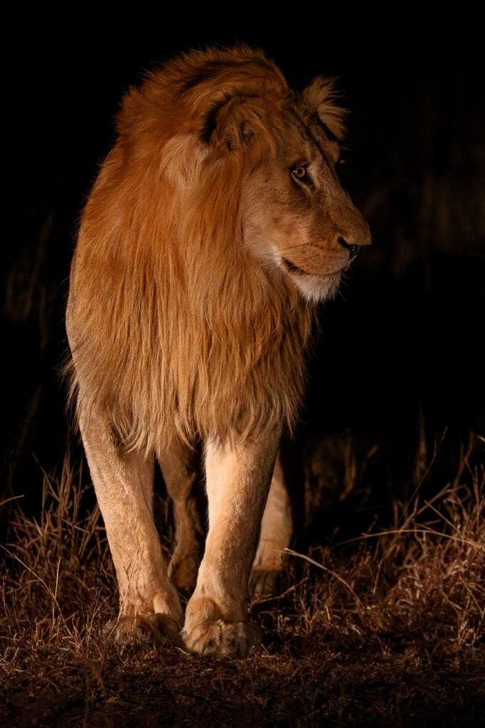 Sabi Sabi Ruan Mey Styx Dominant Male Sabi Sabi Ruan Mey Styx Dominant Male