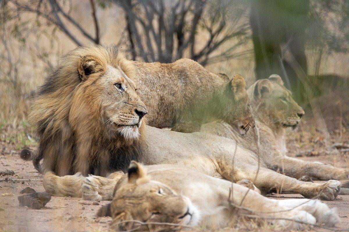 Sabi Sabi Ronald Mutero Msuthlu Gijima Sabi Sabi Ronald Mutero Msuthlu Gijima