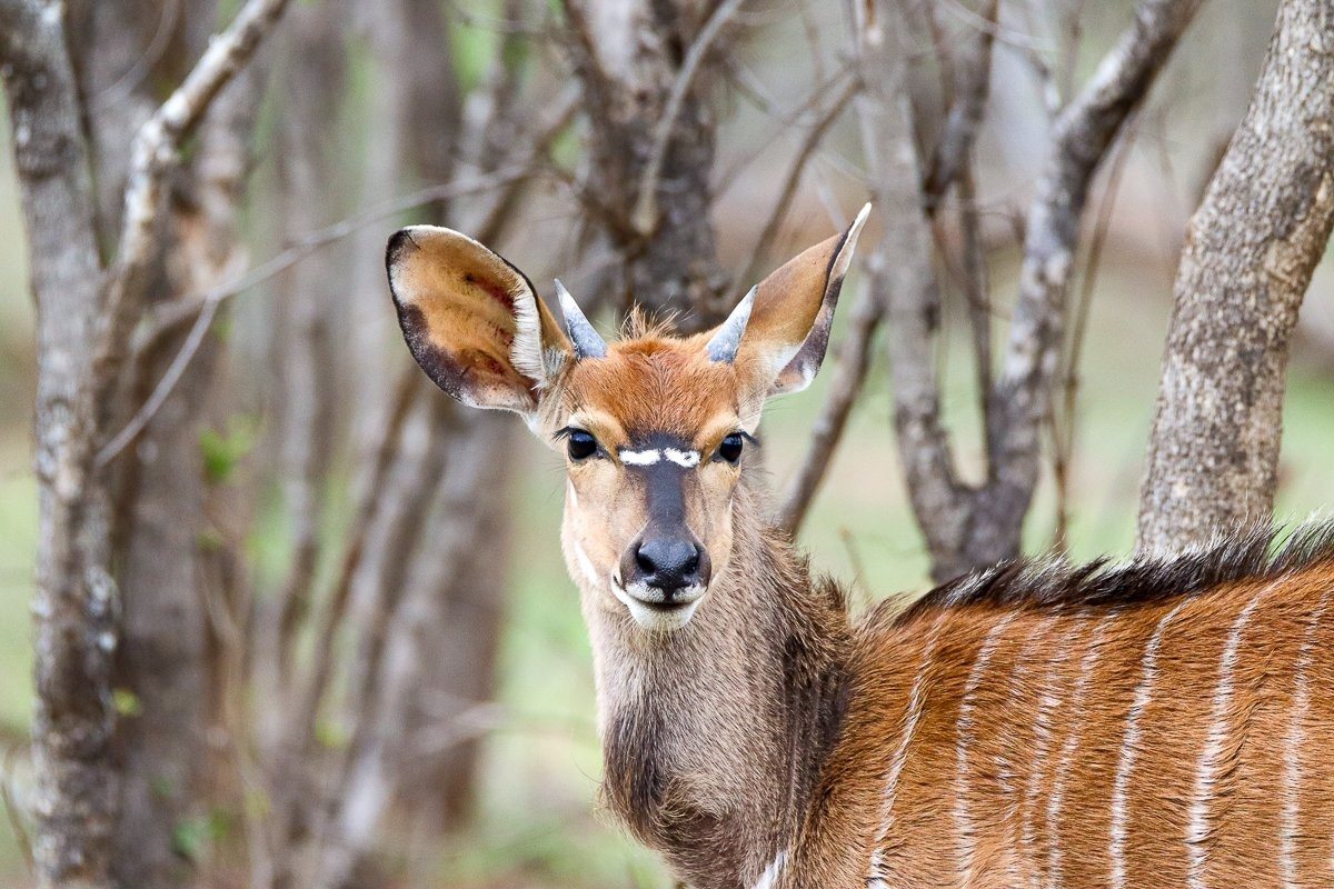 Sabi Sabi Jana Du Plessis Nyala Portrait