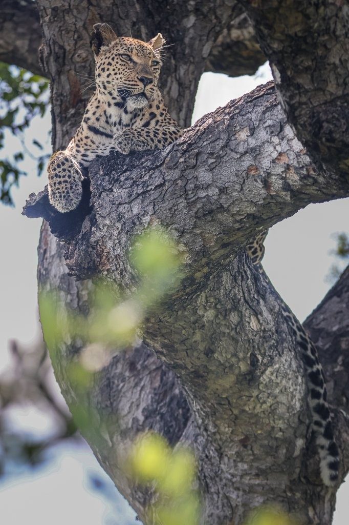 Ntsumi is spotted in a tree.