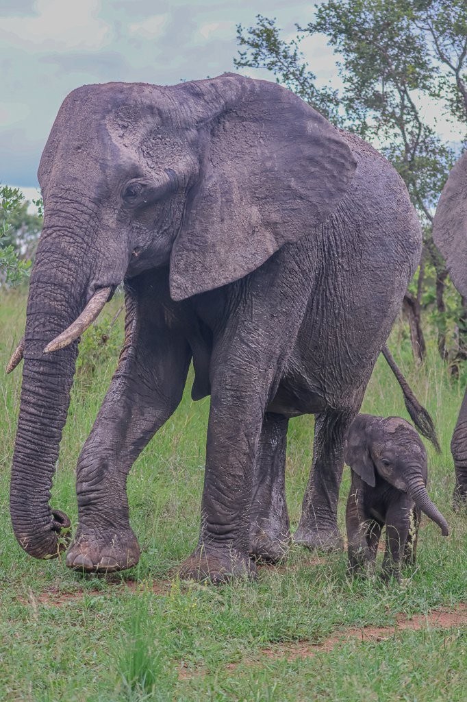 An elephant calf with its mother close by.