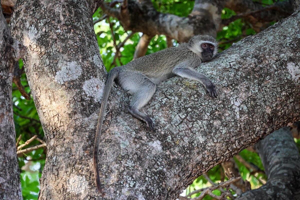 A Vervet monkey rests laziliy on a fork of a tree. 