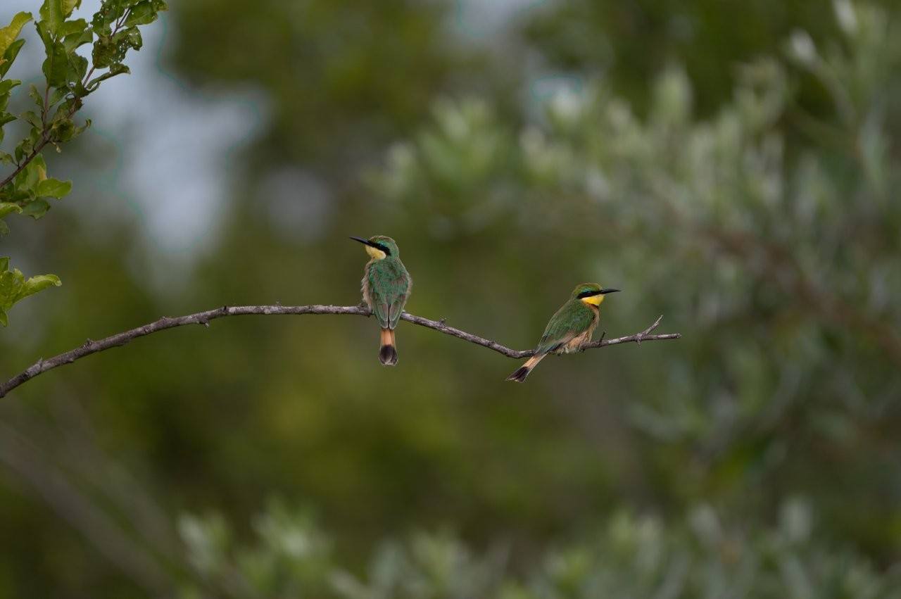 Sabi Sabi Viviane Ladner Little Bee Eater