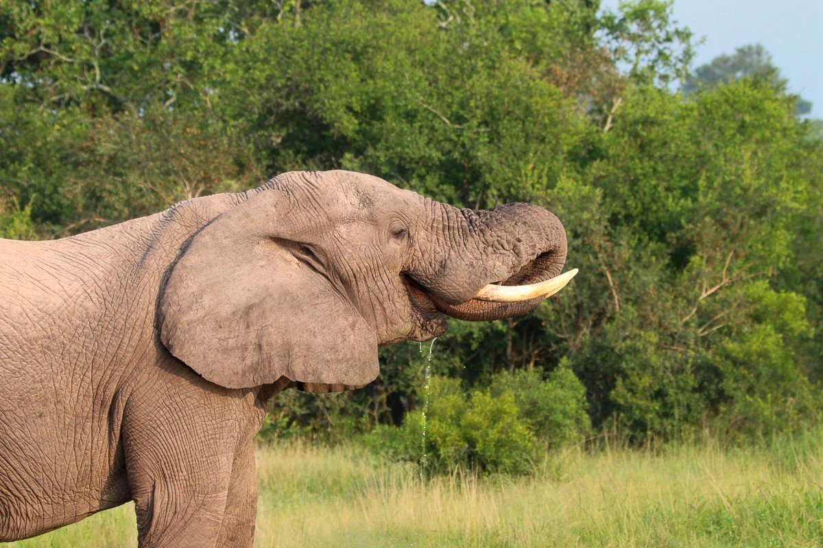 Sabi Sabi Jana Du Plessis Elephant Drinking Water Trunk