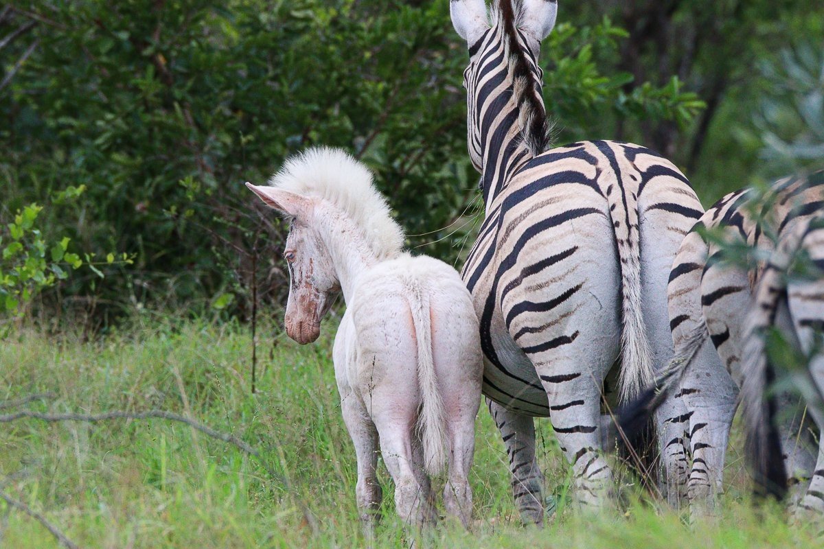 Sabi Sabi Jana Du Plessis White Zebra Behind