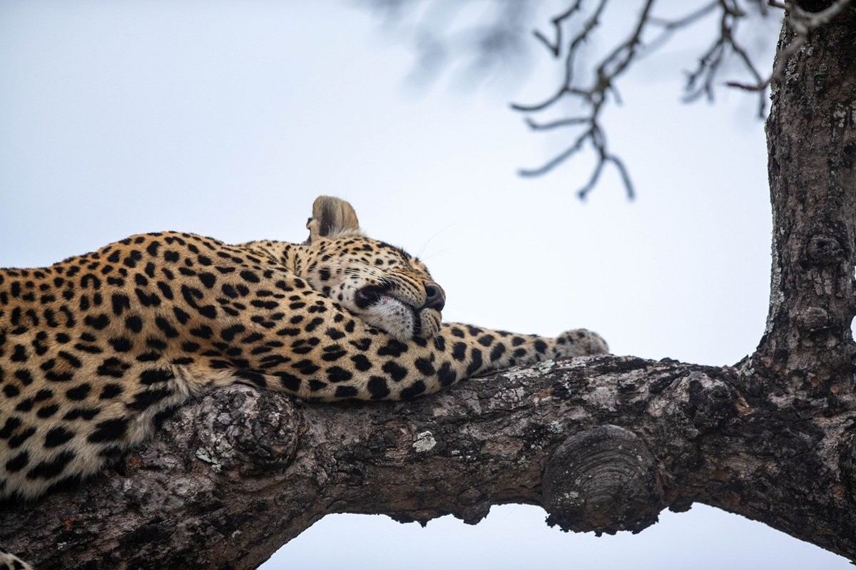 Tengile female leopard resting high in a Marula tree.