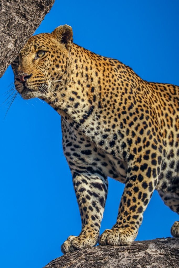Khulwana male leopard resting in a Marula tree after watching nearby hyenas retreat.