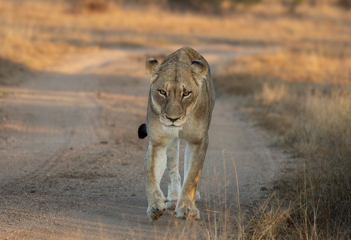 N’waswishaka male lion in the African bush