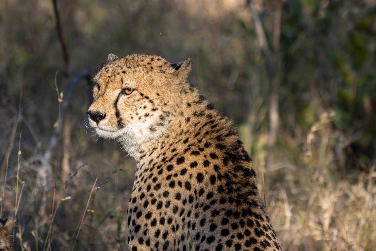 Young cheetah developing the skills needed to survive independently