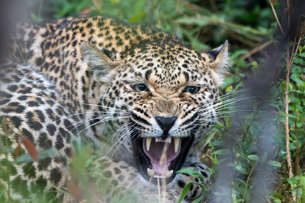 Kurhula leopardess carrying her cub into a tree to escape approaching hyenas at Sabi Sabi.