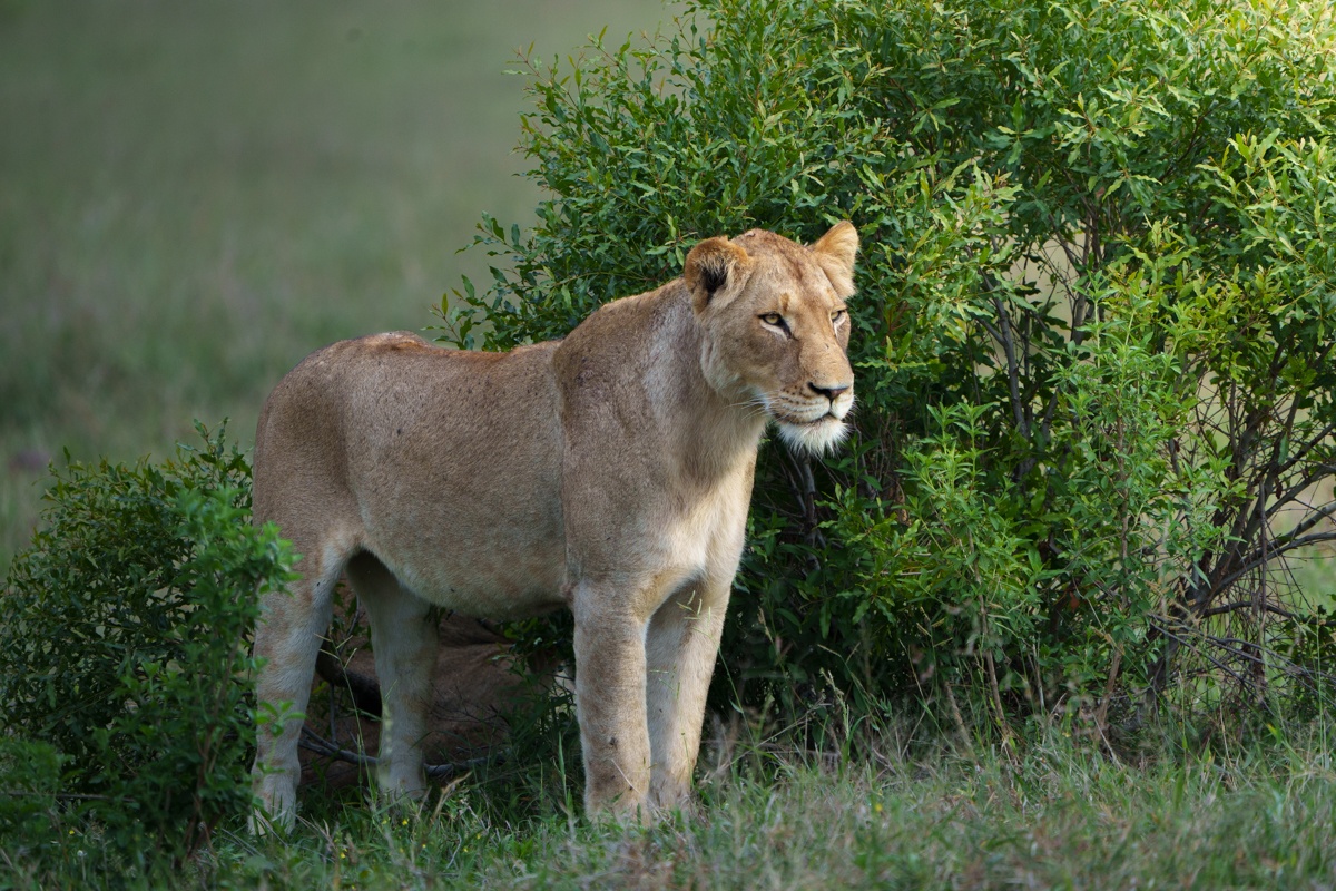 An Msuthlu Pride lioness stands next to a lush green bush