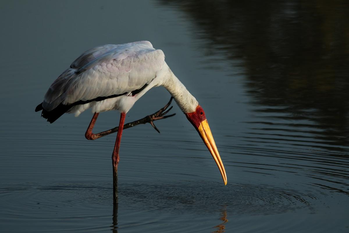 A36Ally Ross 20230129 Yellow Billed Stork 01 Final