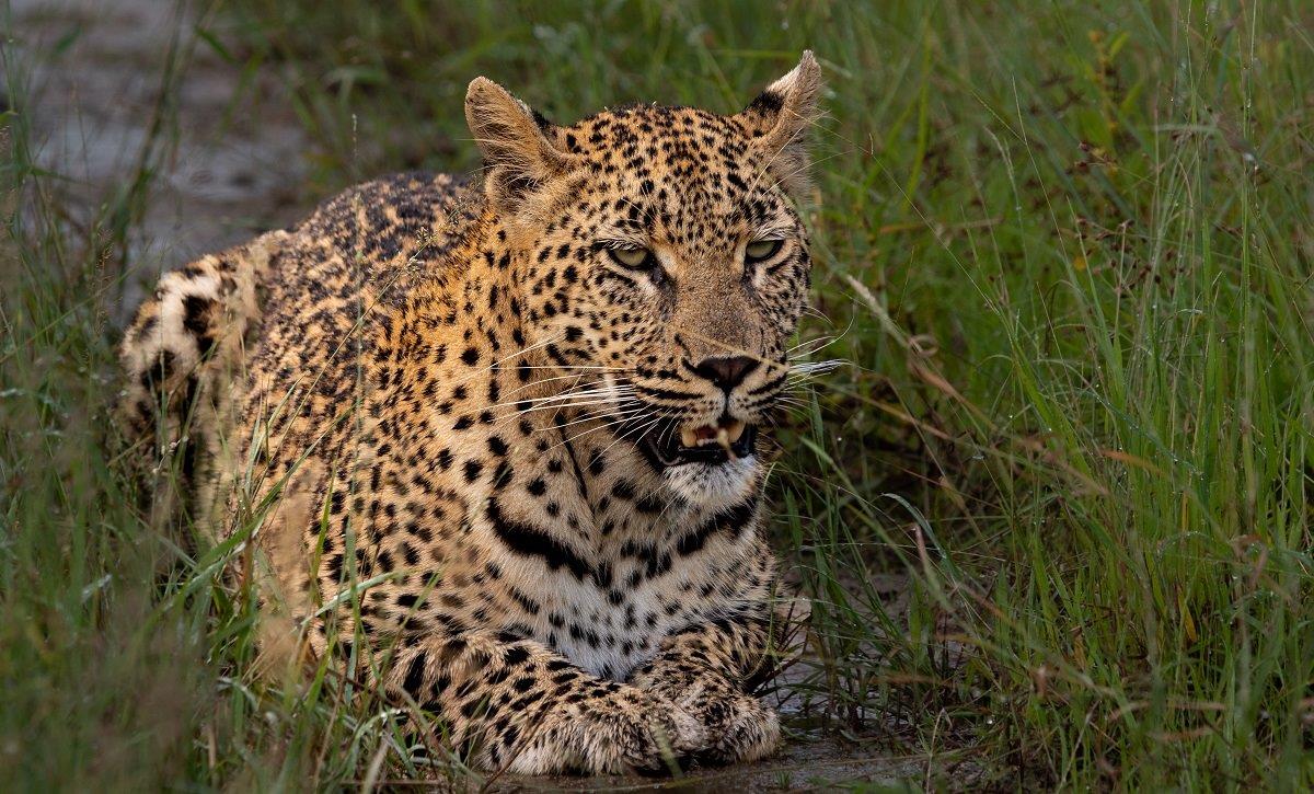 A18ronald Mutero   Golonyi   13032023