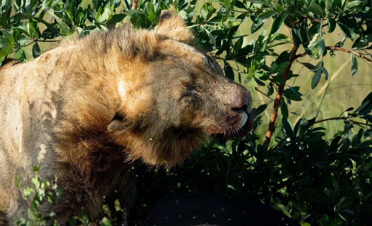 B09ronald Mutero  Buffalo    Khambula   17032023 Blog 6