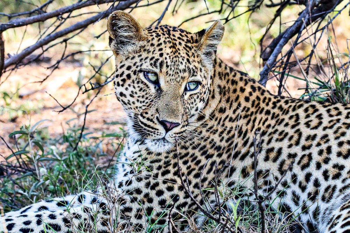The beautiful Golonyi female was lying in the shade, closely watching a herd of impala with newborn lambs. The beautiful Golonyi female was lying in the shade, closely watching a herd of impala with newborn lambs.