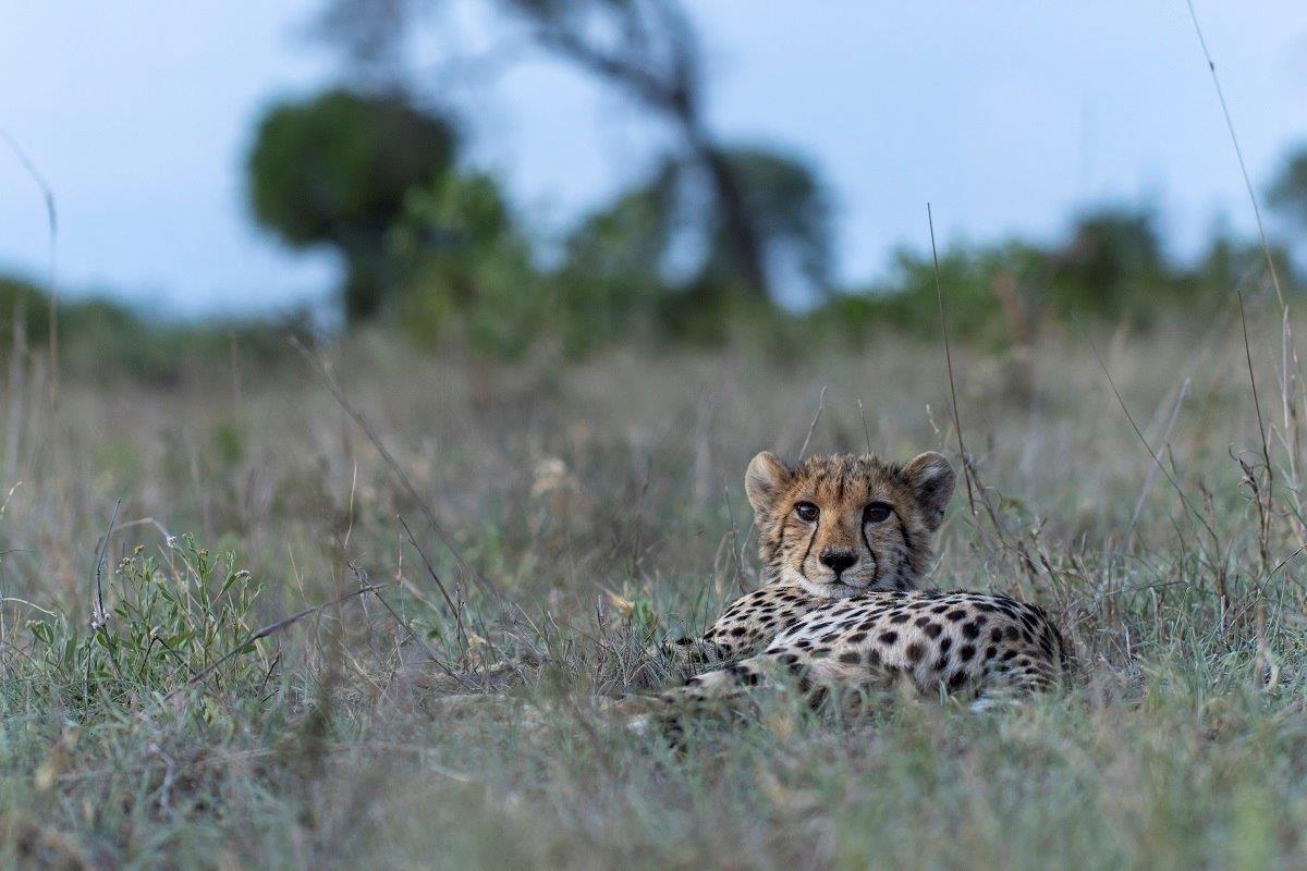 A cheetah cub lays in the grass. A cheetah cub lays in the grass.