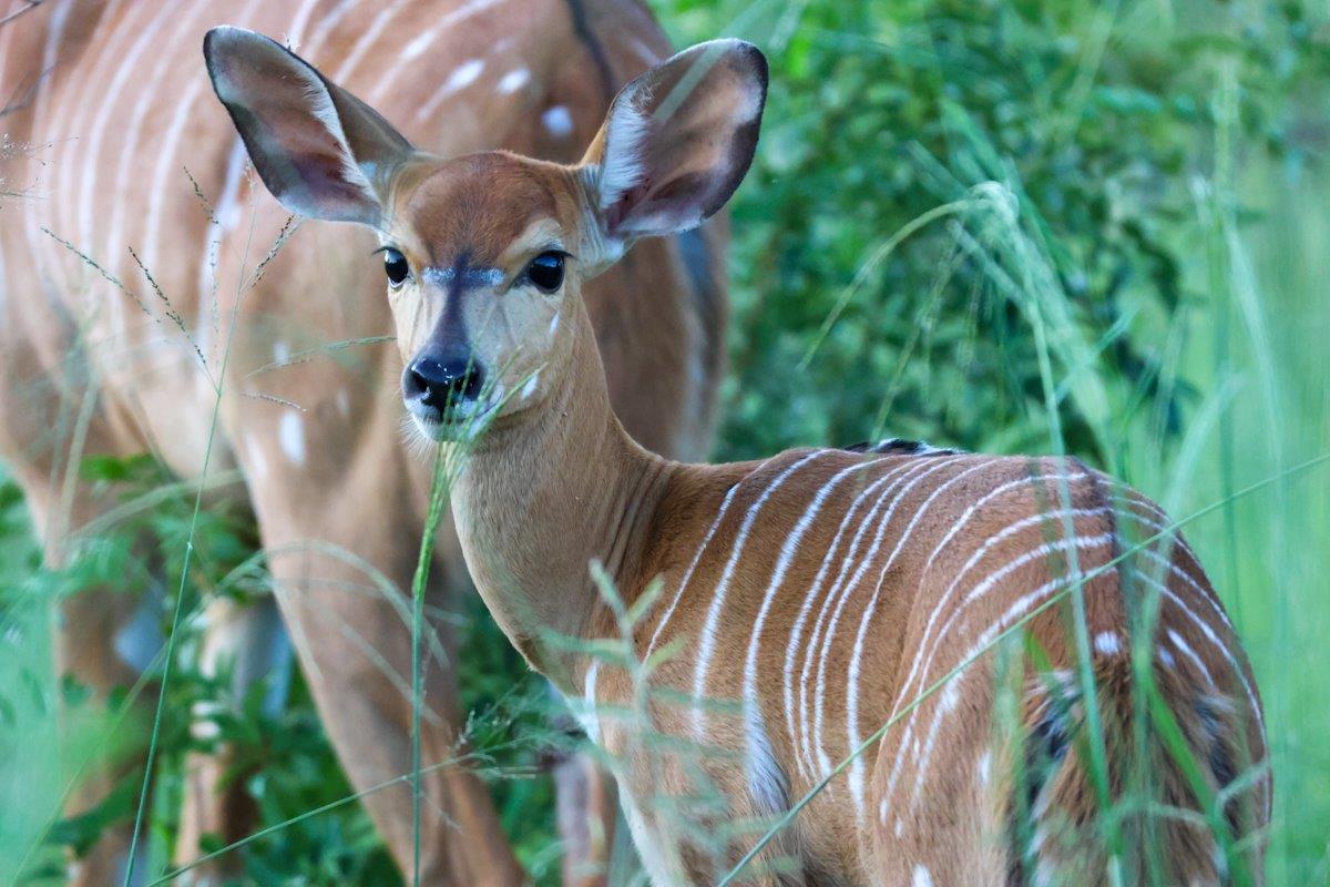 Sabi Sabi Jan Nel Young Nyala Sabi Sabi Jan Nel Young Nyala