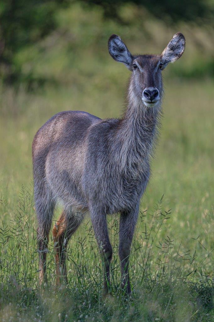 A female waterbuck spotted near Sabi Sabi. A female waterbuck spotted near Sabi Sabi.