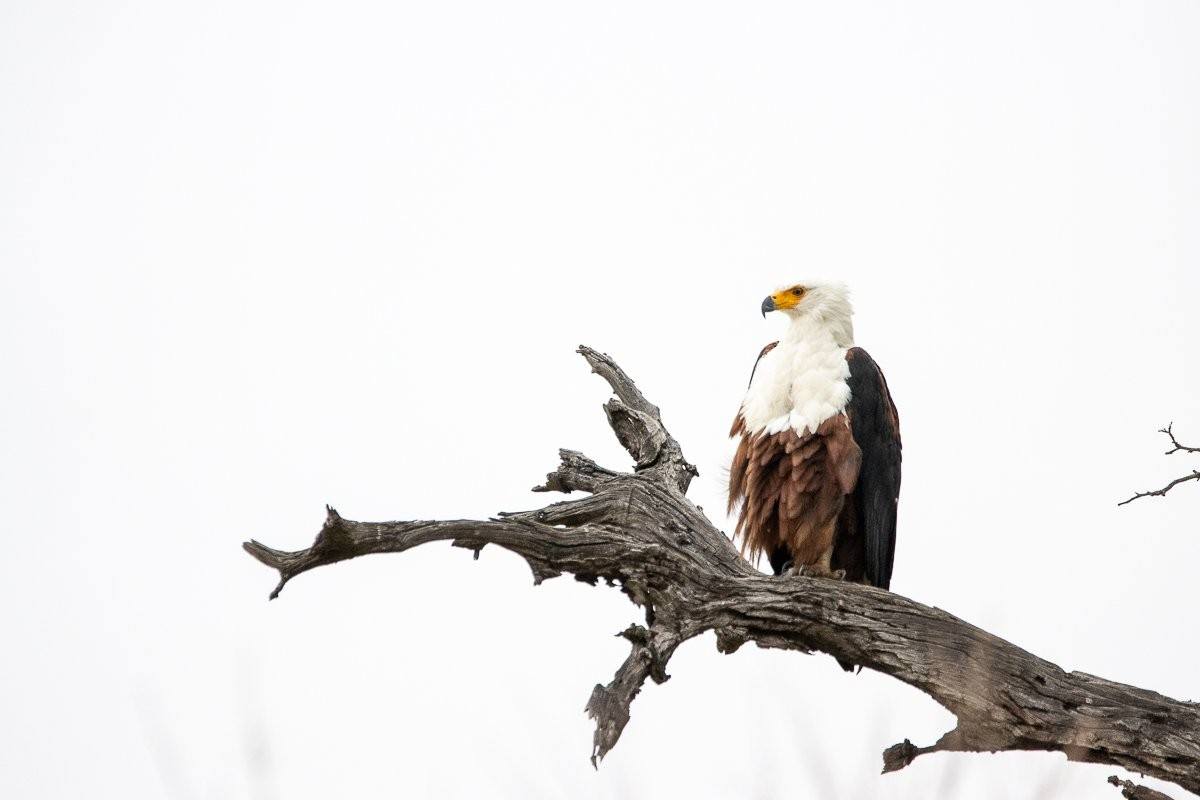 Sabi Sabi Ronald Mutero African Fish Eagle Sabi Sabi Ronald Mutero African Fish Eagle