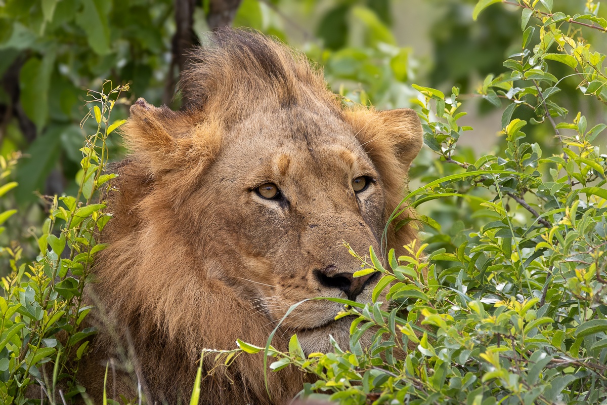 Sabi Sabi Ronald Mutero Msuthly Male