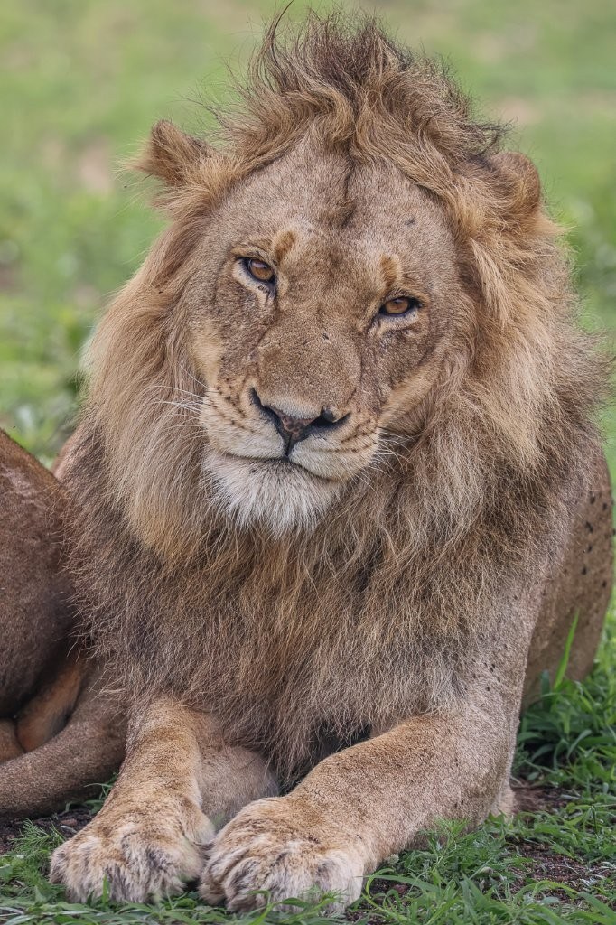 Sabi Sabi Ruan Mey Dominant Male Lion