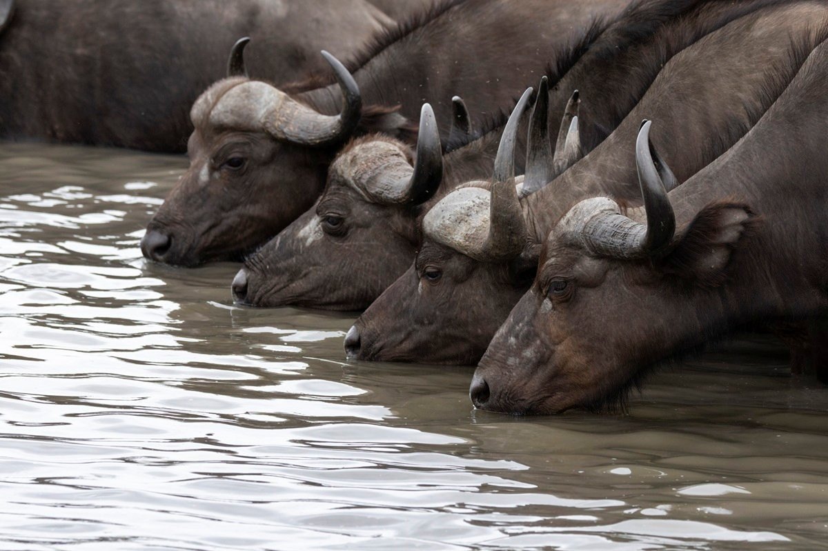Sabi Sabi Benjamin Loon Buffalo