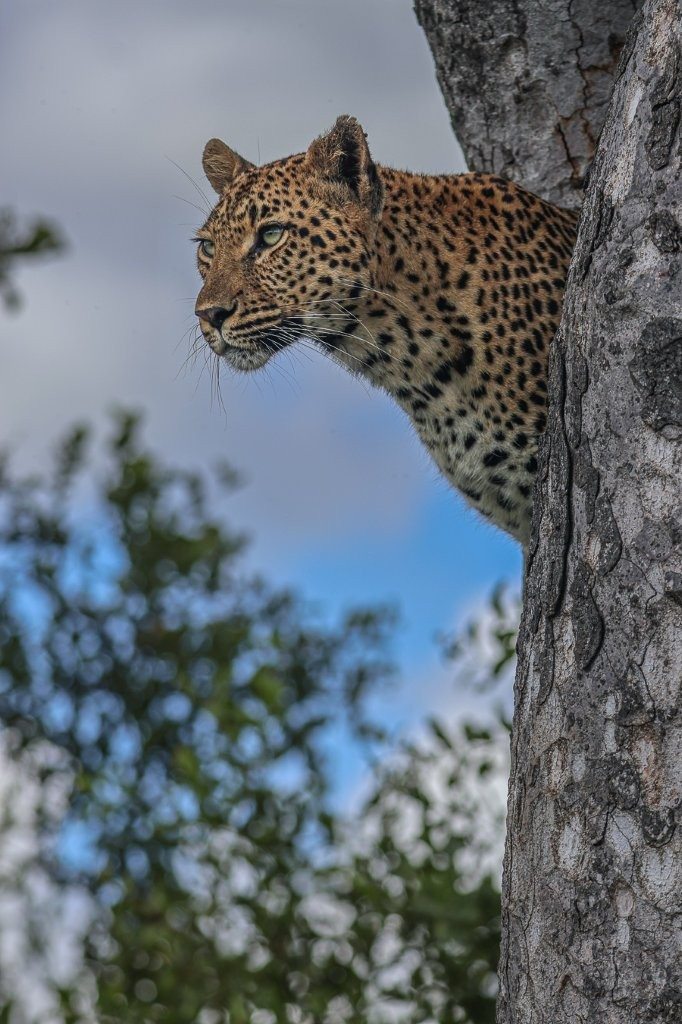 Sabi Sabi Ruan Mey Golonyi Peeks Out