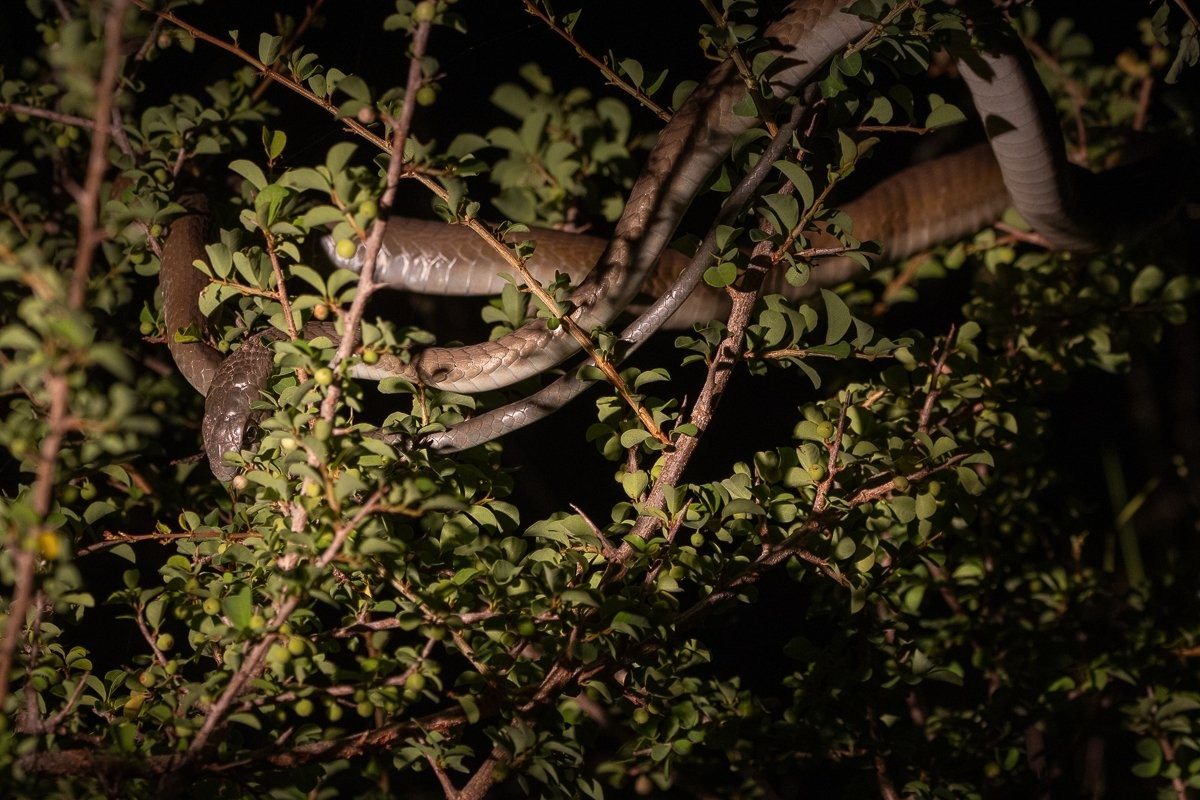 Boomslang snake resting in vegetation, camouflaged among branches